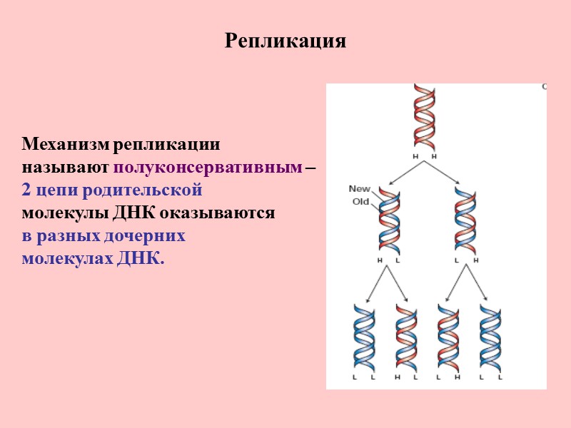 Репликация Механизм репликации  называют полуконсервативным –  2 цепи родительской  молекулы ДНК